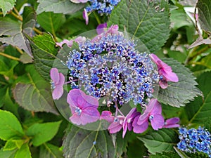 blue and purple flower petals on hydrangea plant