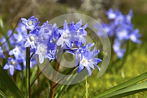 Blue-purple flowers in green company so lovely