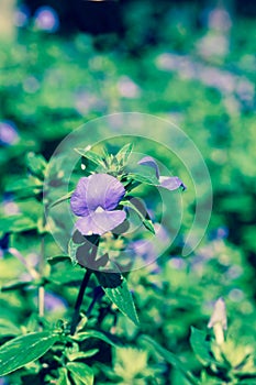 Blue purple flowers in park