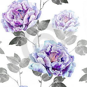Blue and purple flowers of peony