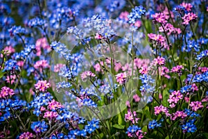 Blue and purple forget-me-nots flowers