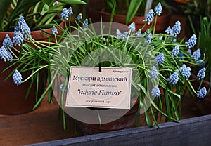 blue and purple fresh Muscari armeniacum in Botanical Garden of Moscow University `Pharmacy Garden` or `Aptekarskyi ogorod`