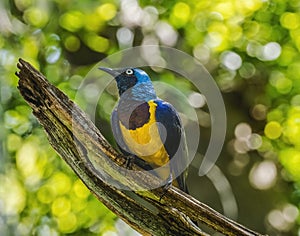 Blue Purple Golden Breasted Royal Starling Cosmopsarus Regius East African bird