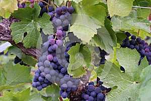 Blue-Purple Grape Clusters