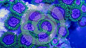 Blue, Purple and Green Zoanthid Corals