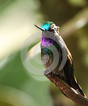 Blue and purple hummingbird perched in Monteverde Biological Reserve, Costa Rica