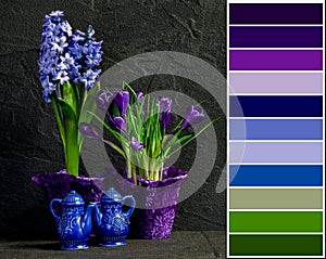 Blue and purple hyacinth and crocus still life