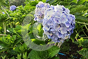 Blue-purple hydrangea bouquet