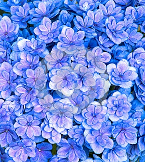 Blue and purple hydrangea flowers