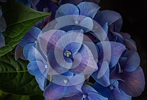 Blue and purple Hydrangea or Hortensia Flower closeup. Hydrangea macrophylla. Beautiful bush of hydrangea, Artistic natural