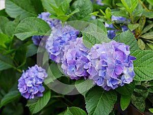 Blue and purple Hydrangeas