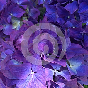 Blue purple hydrangeas closeup