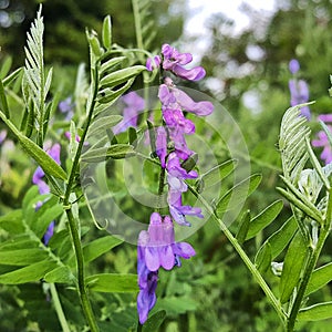 Blue-purple inflorescence of Vicia Cracca, aka Mouse Pea, close-up.