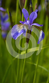 Blue / Purple Iris Flower