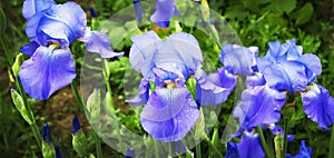 Blue and purple iris flowers among the greens, a fine spring day