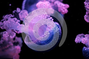 Blue and purple jellyfishes photo