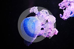 Blue and purple jellyfishes photo