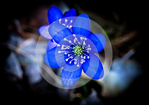 Blue or purple Kidneywort anemone flower isolated on black background. photo