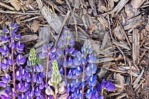 Blue and purple lupin flowers on gray slivers and soil.