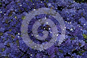 Blue purple meadow flower