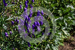 Blue purple monkshood, aconite flowers, wolfsbane on a green bush, perennial in summer garden