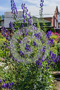 Blue purple monkshood, wolfsbane, aconite flowers on green bush, perennial in summer garden