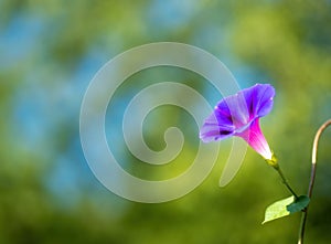 Blue and purple morning glory flower backlit by sun on colorful nature bokeh background photo