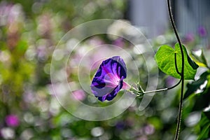 Blue and purple morning glory flowers backlit by sun on colorful nature bokeh background photo