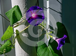 Blue and purple morning glory flowers curling around a pillar