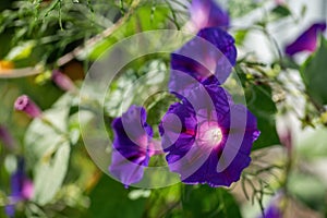 Blue and purple morning glory flowers illuminated by sun on colorful nature bokeh background