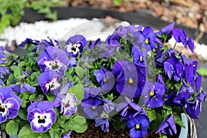blue and purple pansy flowers spring garden bloom