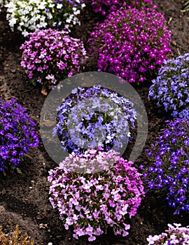 Blue purple and pink lobelia flowers in summer garden border