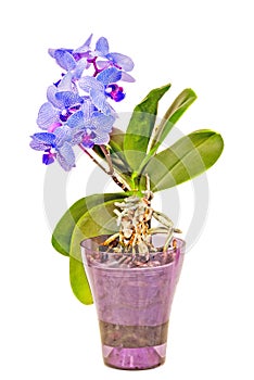 Blue with purple pistils branch orchid flowers, Orchidaceae, Phalaenopsis known as the Moth Orchid.
