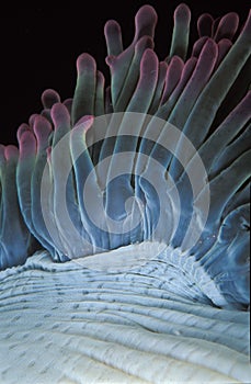 The blue and purple tendrils of a sea anemone