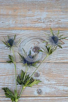 Blue purple thistle sea holly flower plant on a grey wooden empty copy space background with wooden decoration in spring