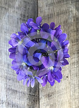 Blue / Purple Violet Flowers in Vase