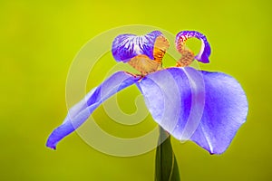 Blue purple â€œWalking Irisâ€ Neomarica caerulea tropical flower macro photo