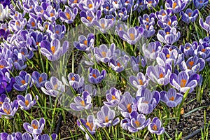Blue Purple White Crocuses Blossoms Blooming Macro Washington