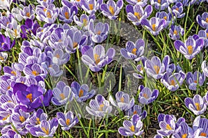 Blue Purple White Crocuses Blossoms Blooming Macro Washington