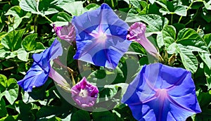 Blue and purple wildflowers
