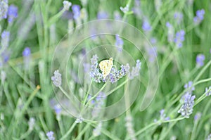 Blue and purple wildflowers called Lavender or Lavendula with butterfly