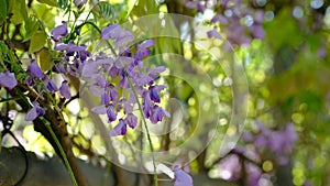 Blue purple Wisteria flower in a garden.