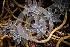 Blue and purples cacti