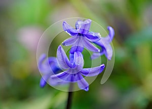 Blue-purplish Hyacinth flower close-up by blurred green background