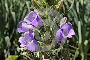 Blue `Pyrenean Bellflower` - Campanula Speciosa
