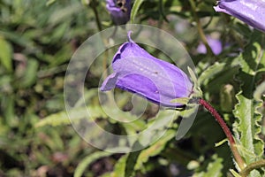 Blue `Pyrenean Bellflower` - Campanula Speciosa