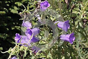 Blue `Pyrenean Bellflower` - Campanula Speciosa