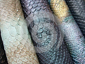 Blue python skin  snake.