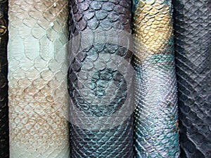 Blue python skin  snake.