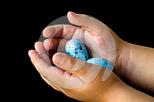 Blue quail eggs and hands